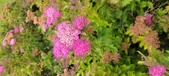Enlarge photo 279