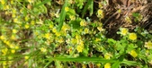 Enlarge photo 278