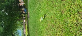 Enlarge photo 272