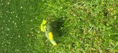 Enlarge photo 267
