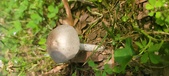 Enlarge photo 268