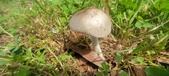 Enlarge photo 269