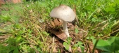 Enlarge photo 270