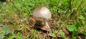 Enlarge photo 263