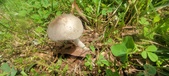 Enlarge photo 264