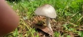Enlarge photo 265
