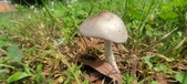 Enlarge photo 266
