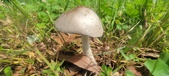 Enlarge photo 261
