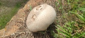 Enlarge photo 257