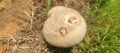 Enlarge photo 253