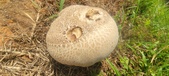 Enlarge photo 252