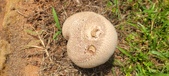 Enlarge photo 251