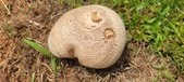 Enlarge photo 247