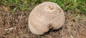 Enlarge photo 248