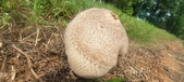 Enlarge photo 249