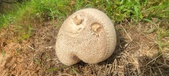 Enlarge photo 246