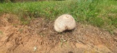 Enlarge photo 244