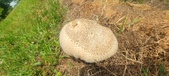 Enlarge photo 243