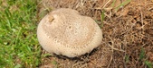 Enlarge photo 239