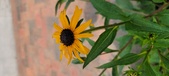 Enlarge photo 236