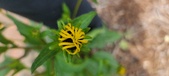 Enlarge photo 232