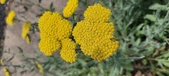 Enlarge photo 229