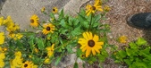 Enlarge photo 228