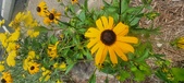 Enlarge photo 227