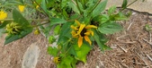 Enlarge photo 223