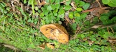Enlarge photo 216