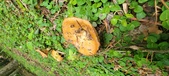 Enlarge photo 215