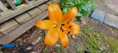 Enlarge photo 212