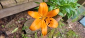 Enlarge photo 213