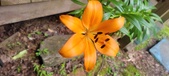 Enlarge photo 214