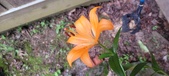 Enlarge photo 210