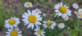 Enlarge photo 188