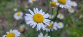 Enlarge photo 190