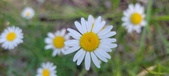 Enlarge photo 191