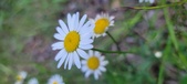 Enlarge photo 184