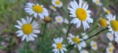 Enlarge photo 186