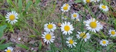 Enlarge photo 187