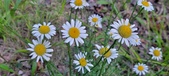 Enlarge photo 183