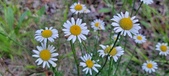 Enlarge photo 182