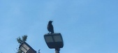 Enlarge photo 181