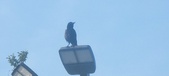 Enlarge photo 176