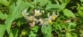 Enlarge photo 173