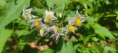 Enlarge photo 172