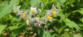 Enlarge photo 170