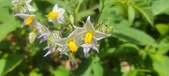 Enlarge photo 171