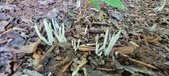Enlarge photo 159